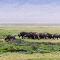 TZA ARU Ngorongoro 2016DEC26 Crater 039 : 2016, 2016 - African Adventures, Africa, Arusha, Crater, Date, December, Eastern, Mandusi Hippo Pool, Month, Ngorongoro, Places, Tanzania, Trips, Year
